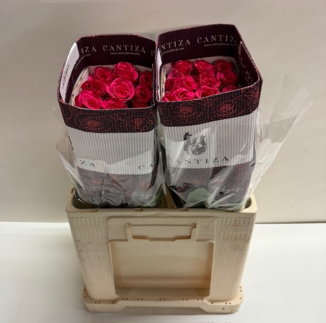Rosa ec VIPink CT.jpg